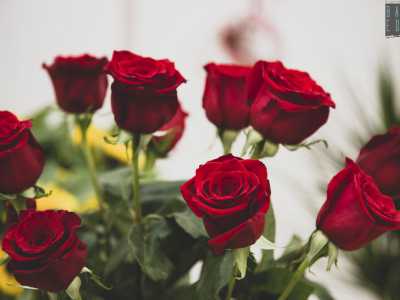�Ma i significati dei fiori sono tanti � conclude Gaetano �: oltre alla classica rosa rossa che si scambia tra innamorati...